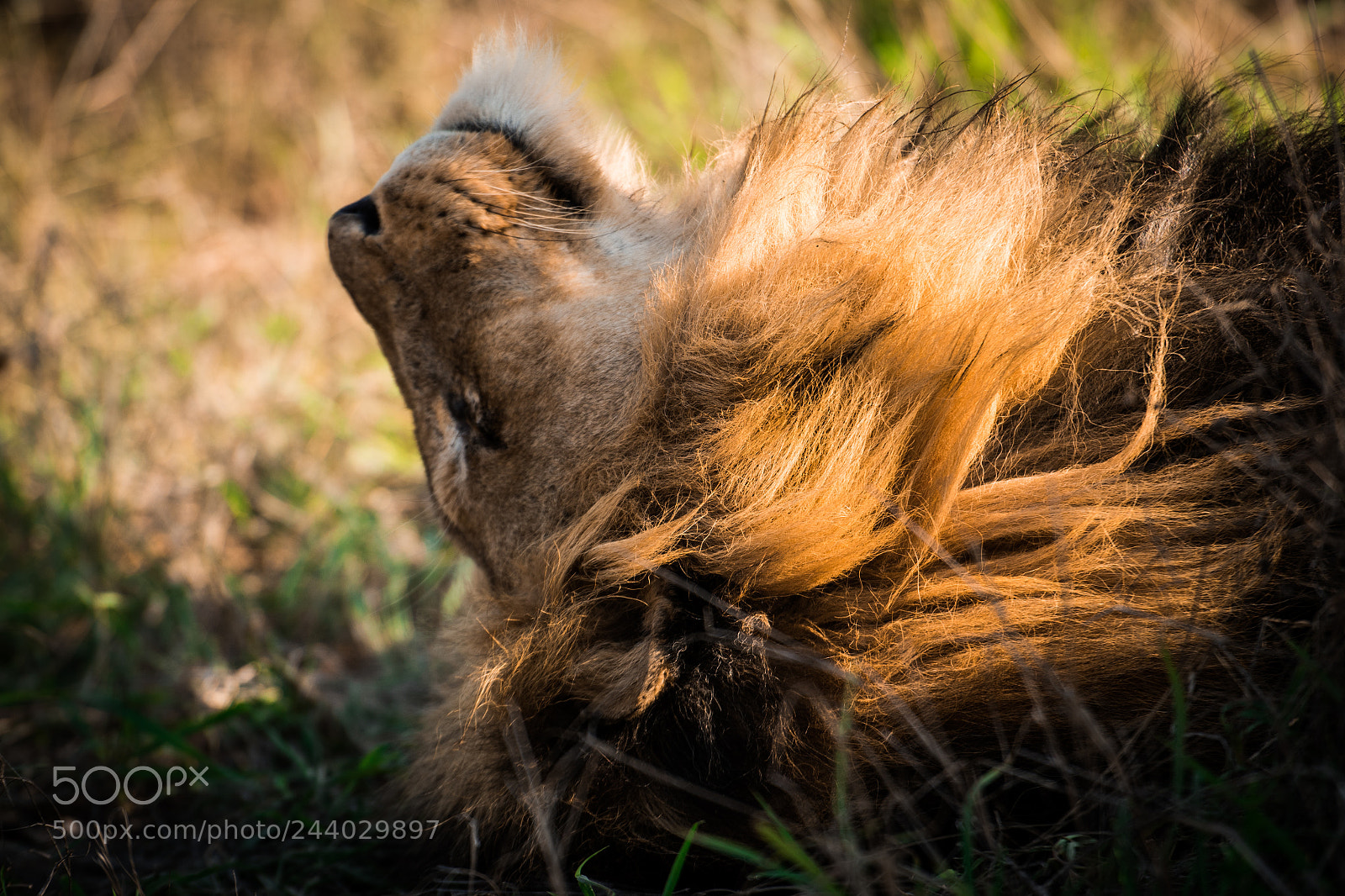Nikon D810 sample photo. Africa do sul-154.jpg photography