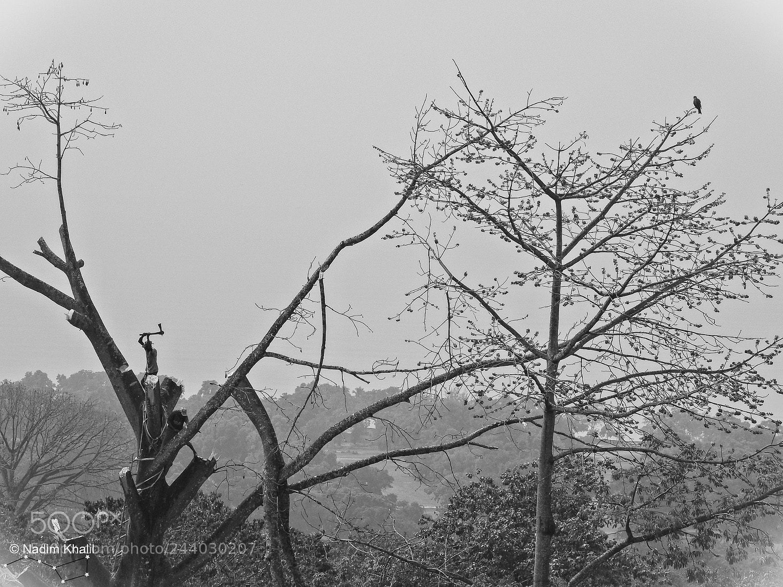 Nikon Coolpix P900 sample photo. Tree cutting, eagle watching photography