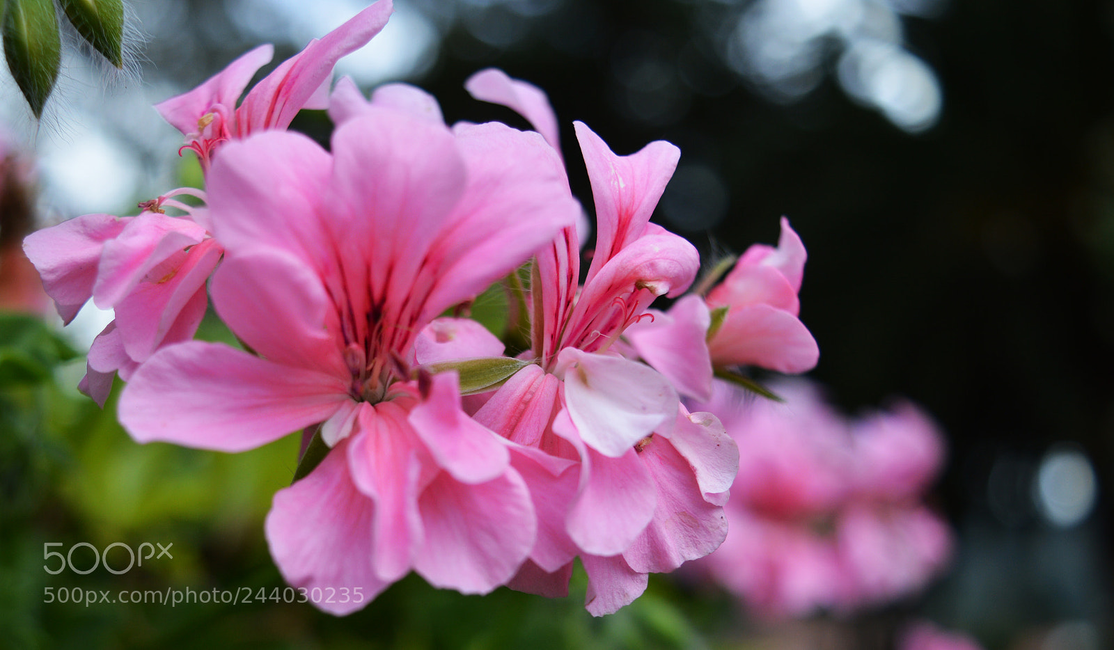 Nikon D3200 sample photo. Sink the pink 2.0 photography