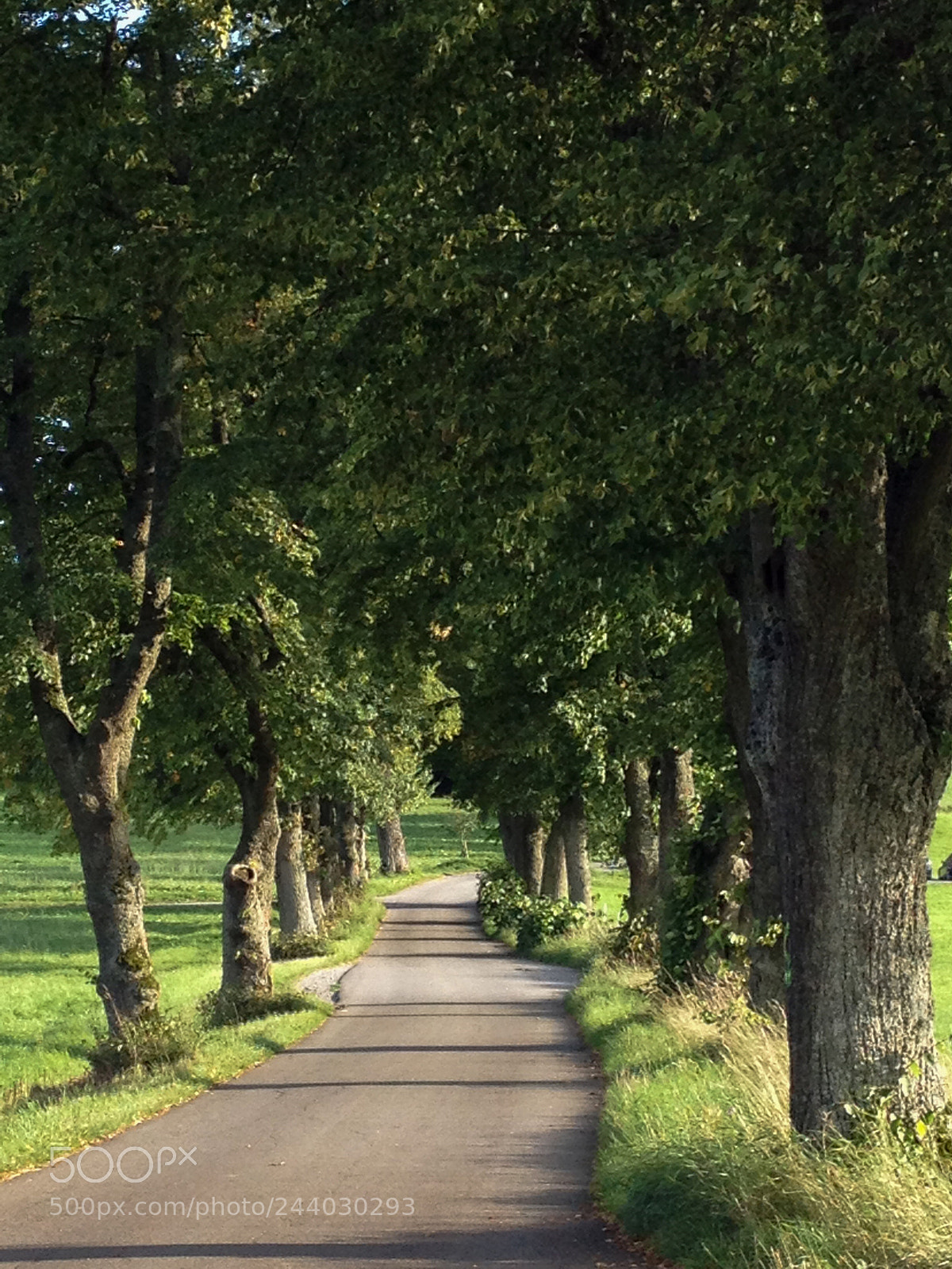 Apple iPhone 4S sample photo. Avenue in the summer photography