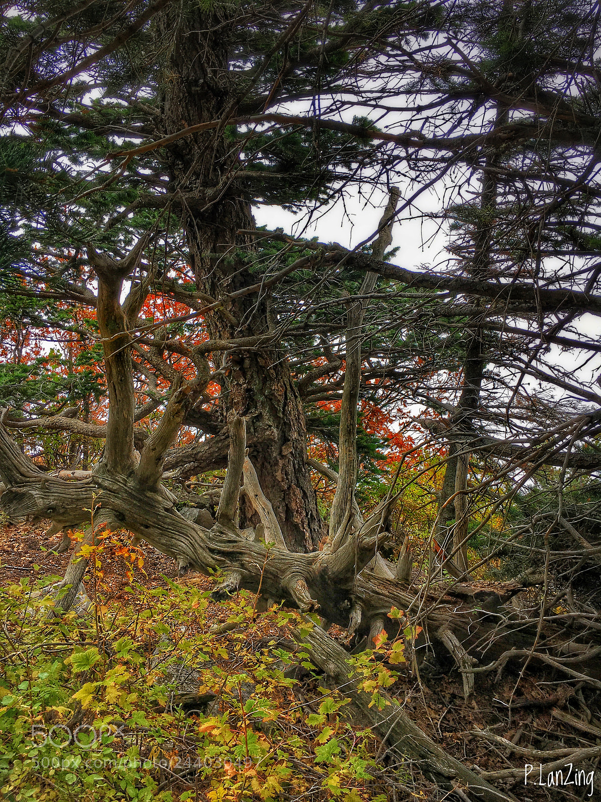 Apple iPhone 6s sample photo. Woodland tangle, new mexico... photography