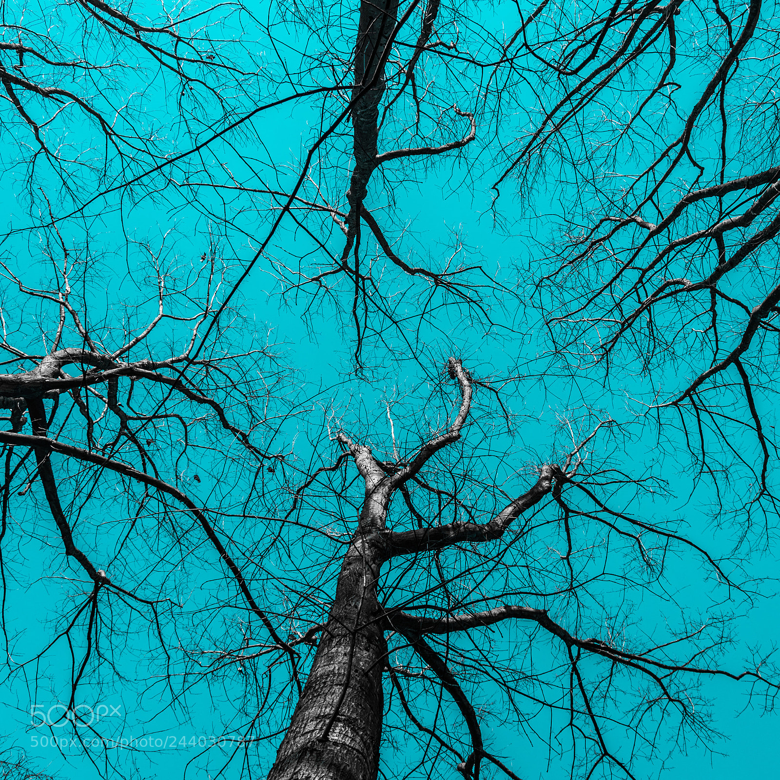 Nikon D7500 sample photo. Blue and trees photography