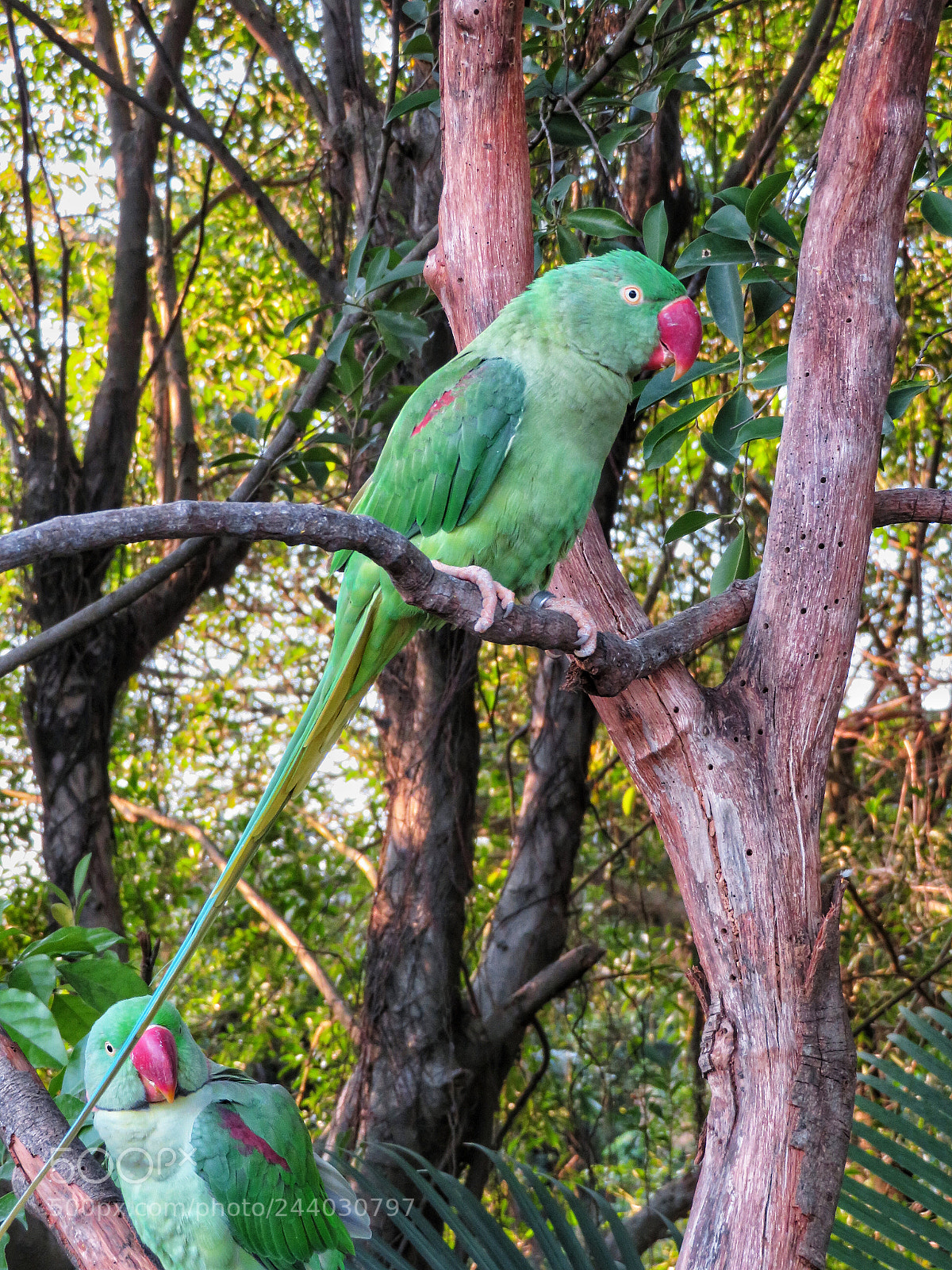 Canon PowerShot SX720 HS sample photo. Rose-ringed parakeet photography