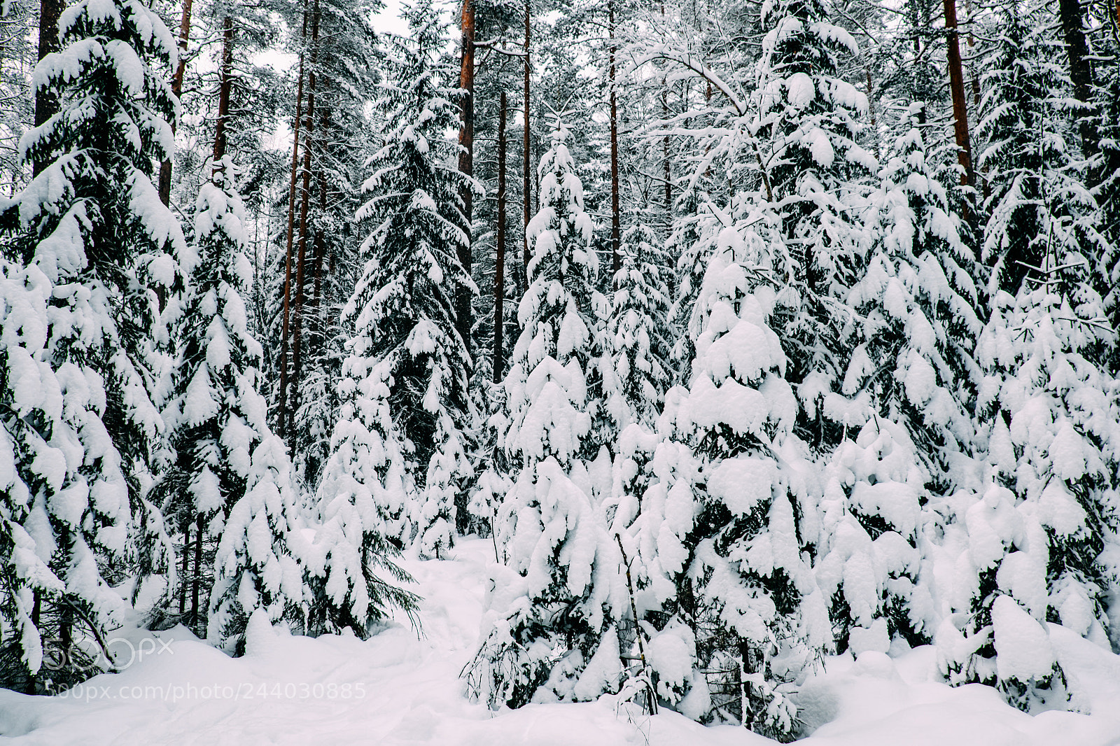 Fujifilm X-T1 sample photo. Winter forest #6 photography