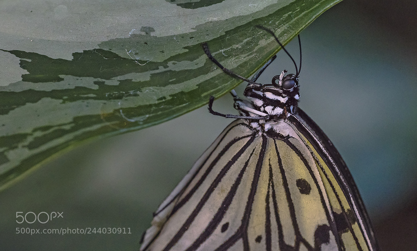 Nikon D810 sample photo. Swallowtail photography