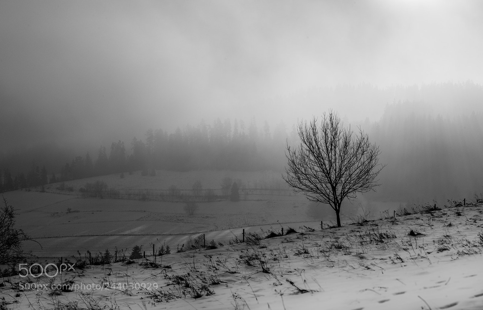 Pentax K-50 sample photo. Morning fog ... photography