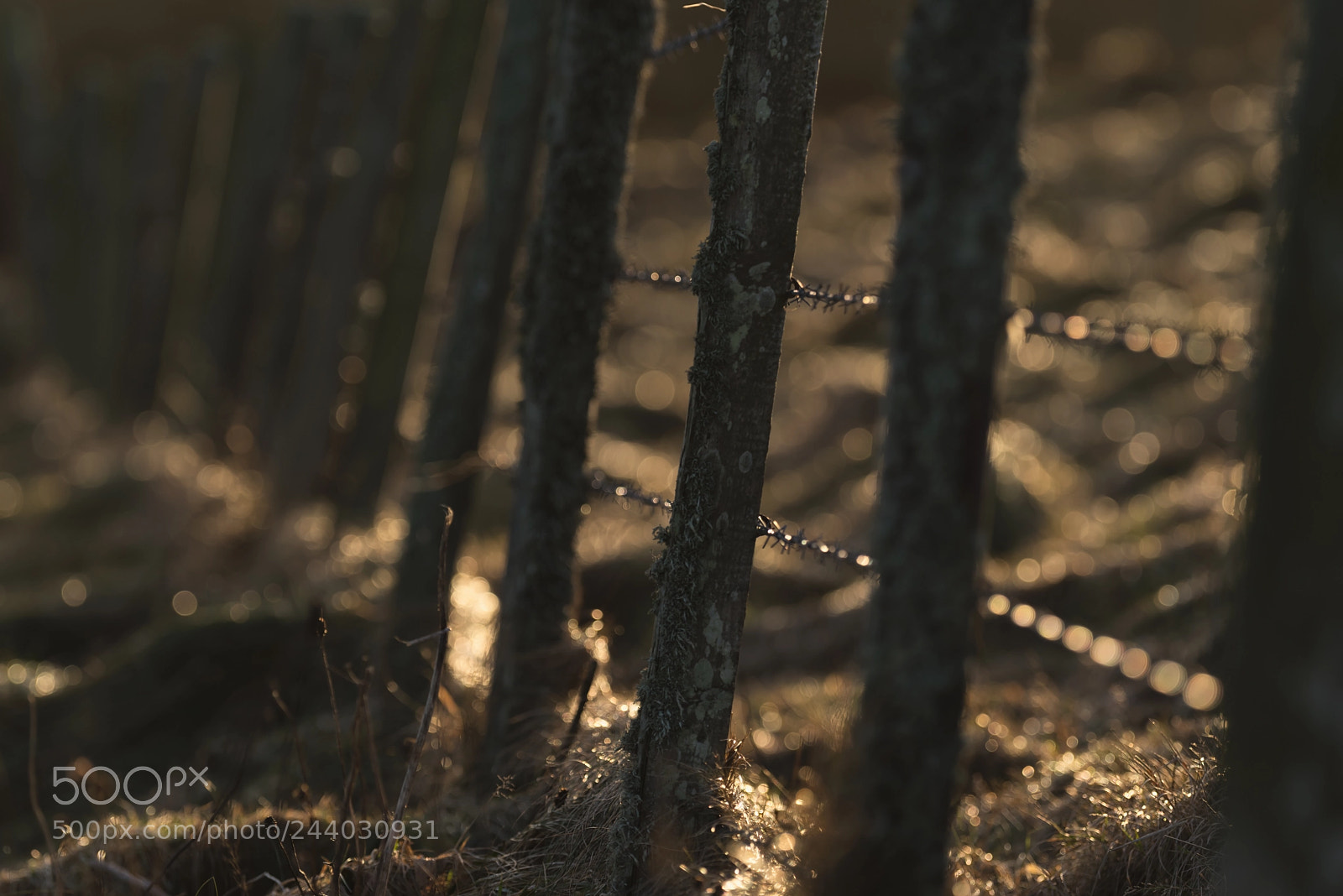 Pentax K-1 sample photo. Winter glow photography