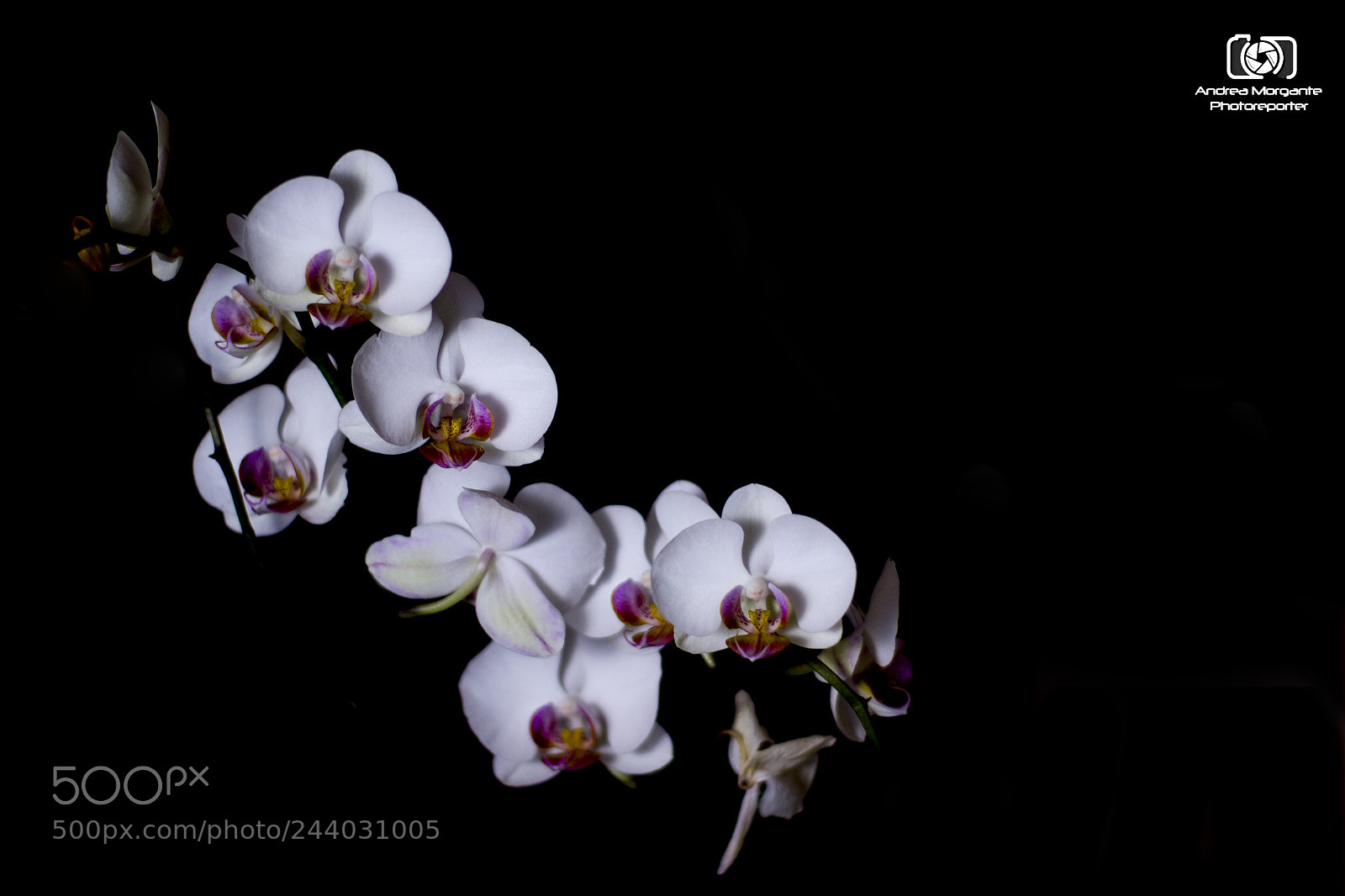 Canon EOS 1200D (EOS Rebel T5 / EOS Kiss X70 / EOS Hi) sample photo. Orchids photography