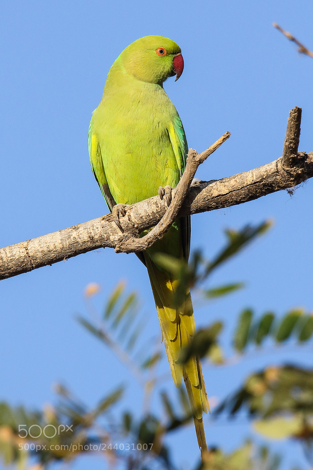 Canon EOS 7D Mark II sample photo. Rose ringed parakeet photography