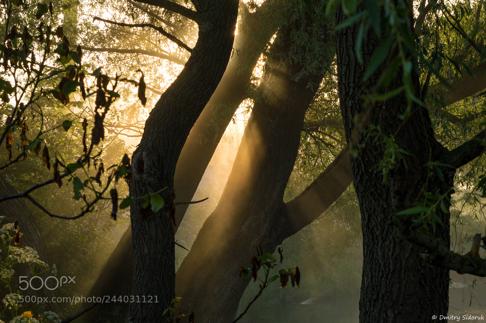 Nikon D3200 sample photo. Symphony of light photography
