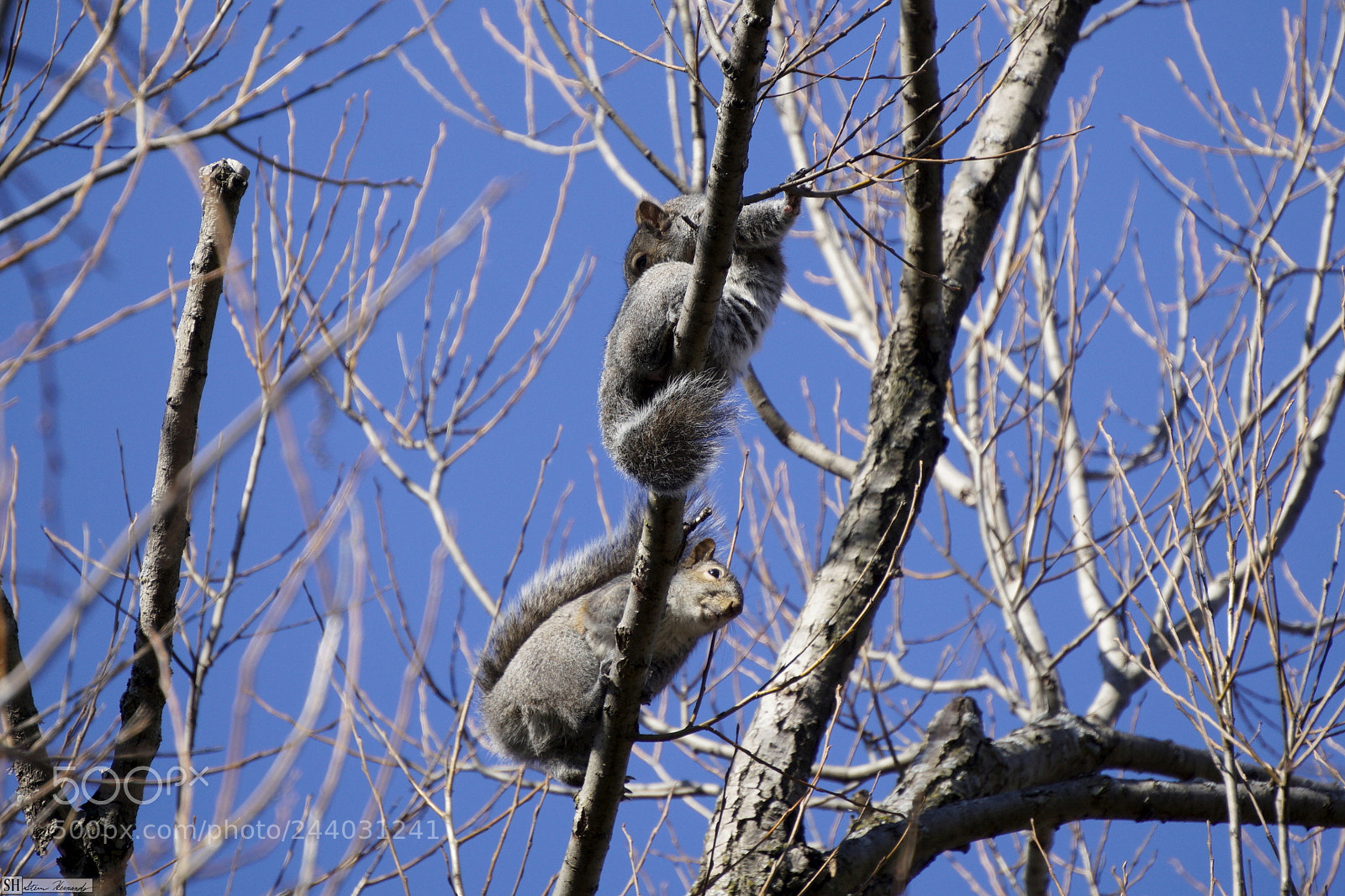 Sony E 55-210mm F4.5-6.3 OSS sample photo. () photography