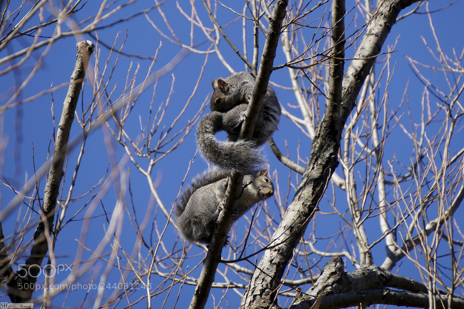 Sony E 55-210mm F4.5-6.3 OSS sample photo. () photography