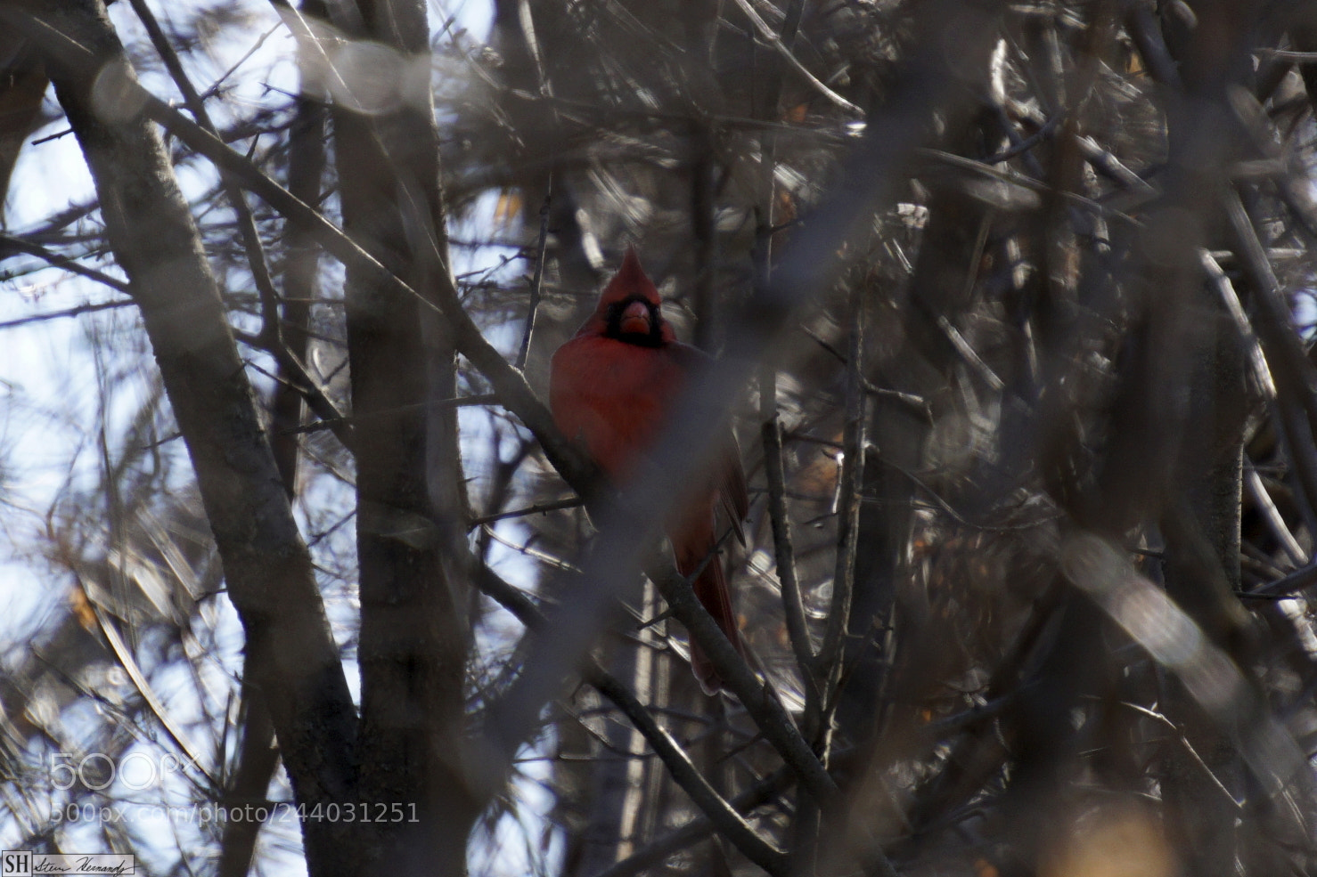 Sony E 55-210mm F4.5-6.3 OSS sample photo. () photography