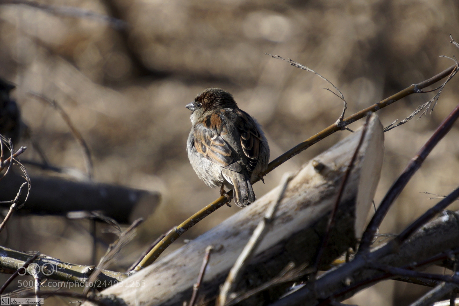 Sony E 55-210mm F4.5-6.3 OSS sample photo. () photography