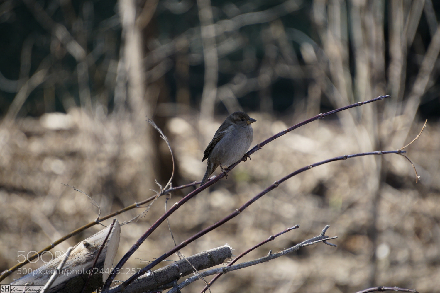 Sony E 55-210mm F4.5-6.3 OSS sample photo. Dsc photography