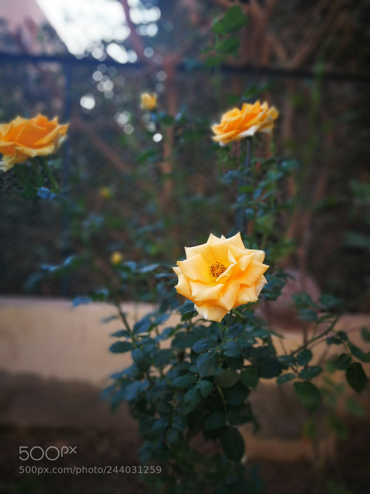 HUAWEI Mate 9 sample photo. Untitled photography