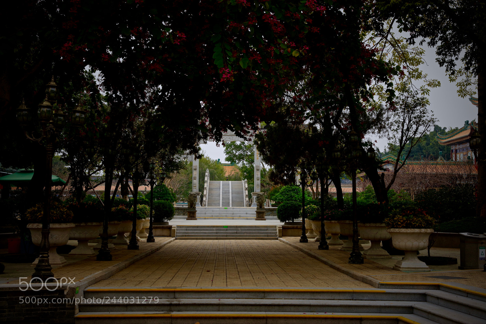 Canon EOS 5DS R sample photo. Baomo tree coved path photography