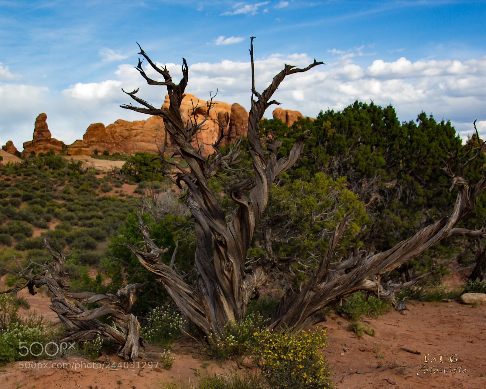 Canon EOS 600D (Rebel EOS T3i / EOS Kiss X5) sample photo. Rugged tree photography