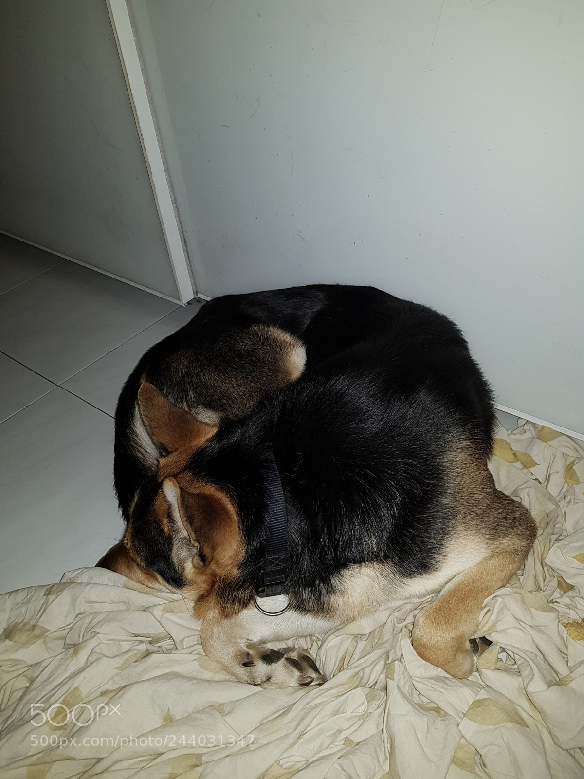 Samsung Galaxy S8+ sample photo. Anakin sleeps photography