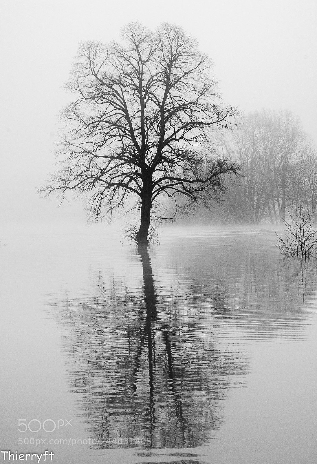 Nikon D7100 sample photo. Brouillard photography