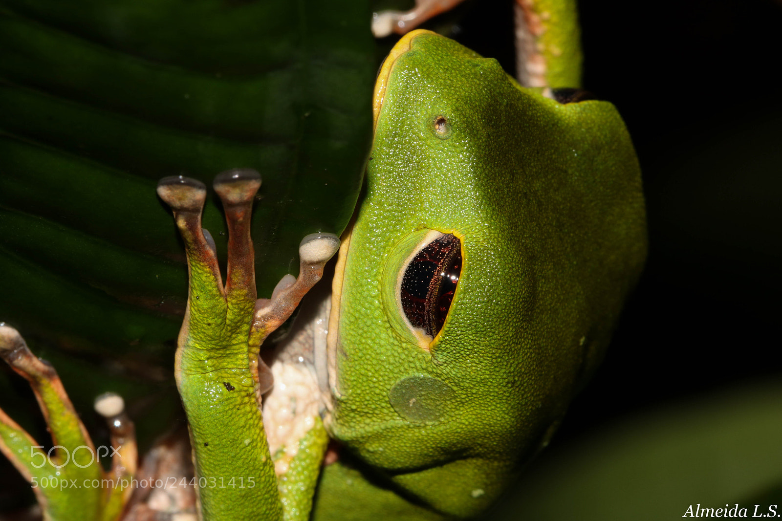 Canon EOS 750D (EOS Rebel T6i / EOS Kiss X8i) sample photo. Phyllomedusa tarsius photography