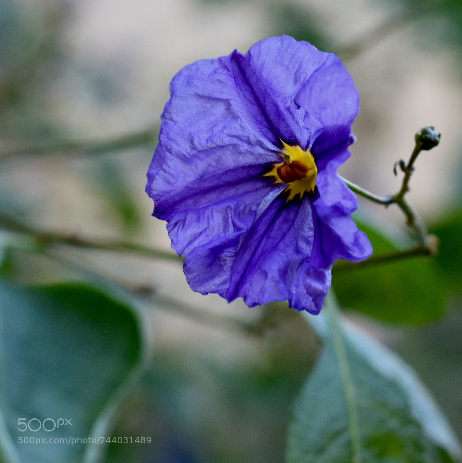 Nikon D3400 sample photo. Amazing flower photography
