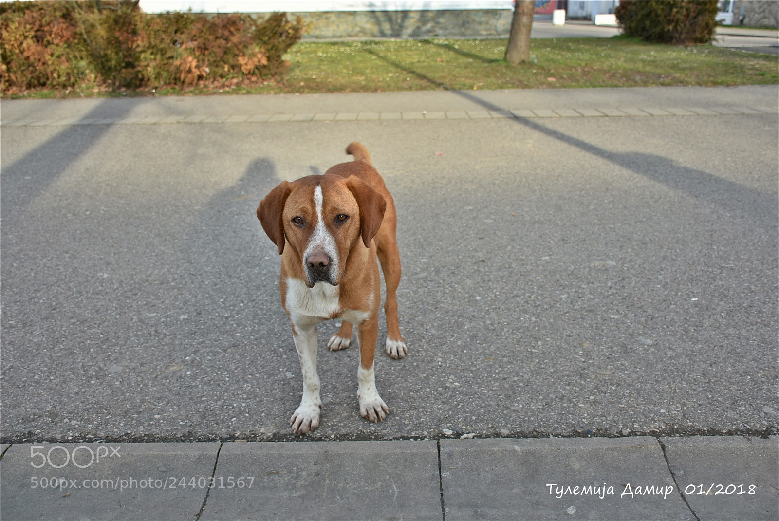 Nikon D7200 sample photo. Pas lutalica photography