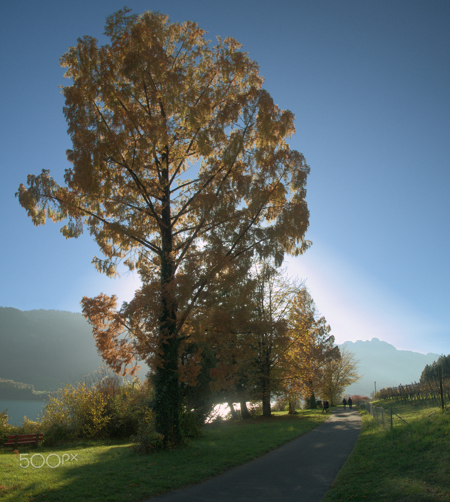 Nikon D300 sample photo. Autumn leaves photography