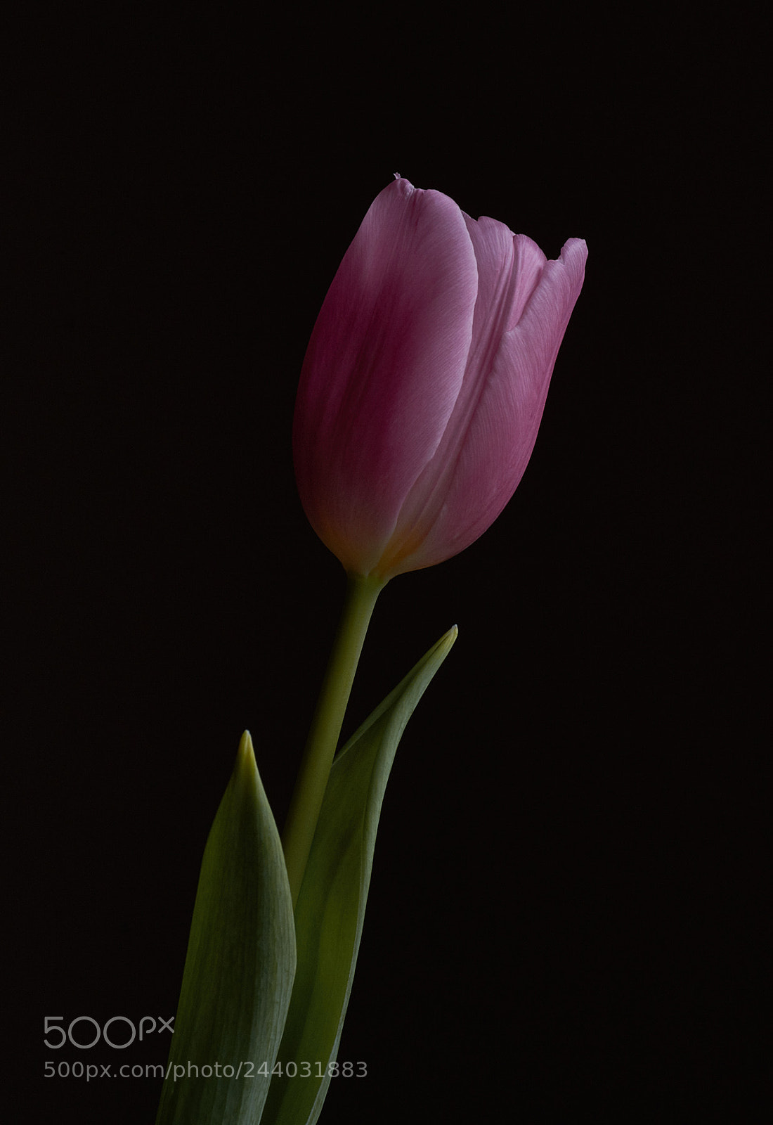 Nikon D7200 sample photo. Pink tulip photography
