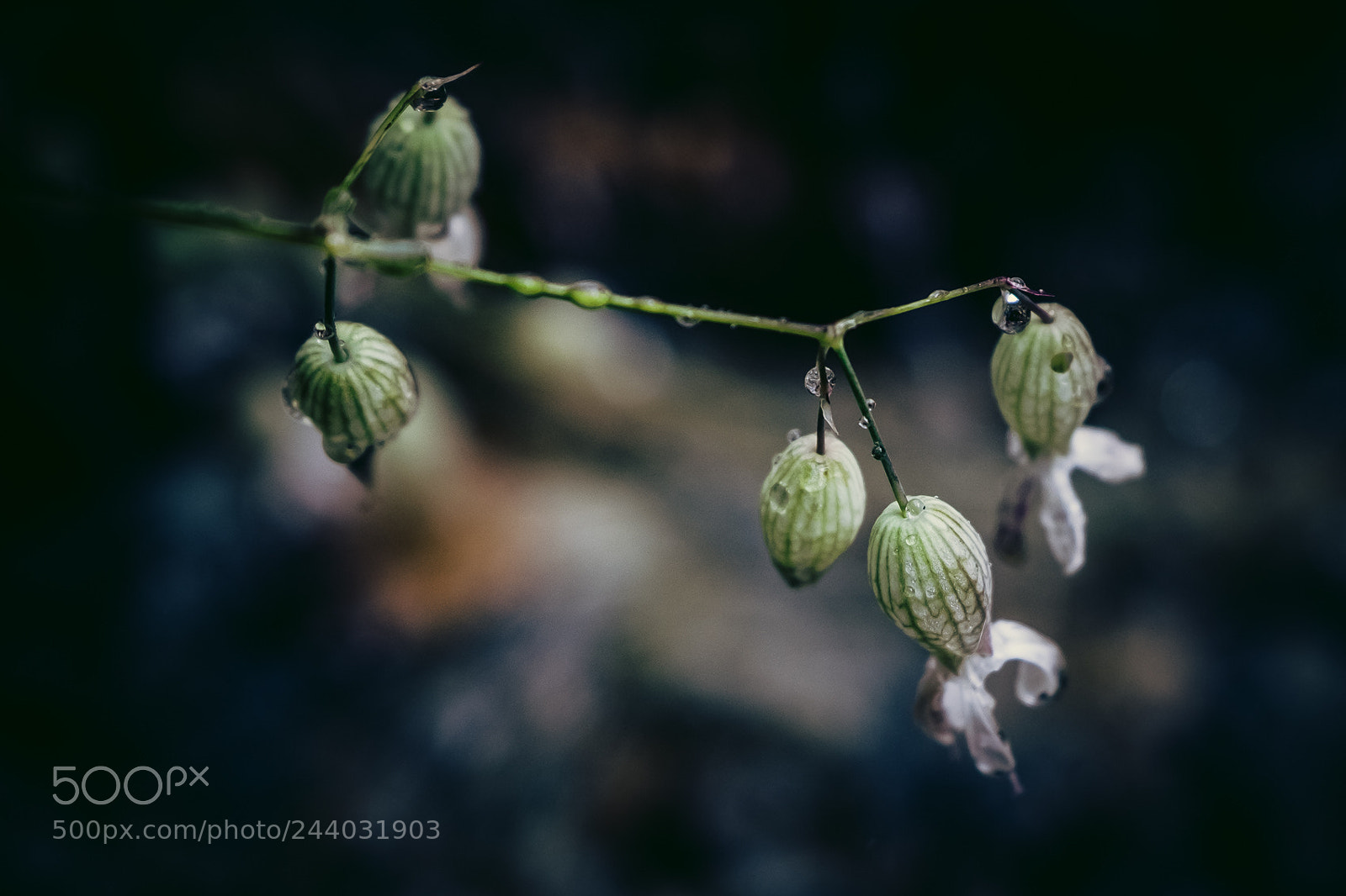 Fujifilm X-T1 sample photo. Haute-savoie delicate flowers photography