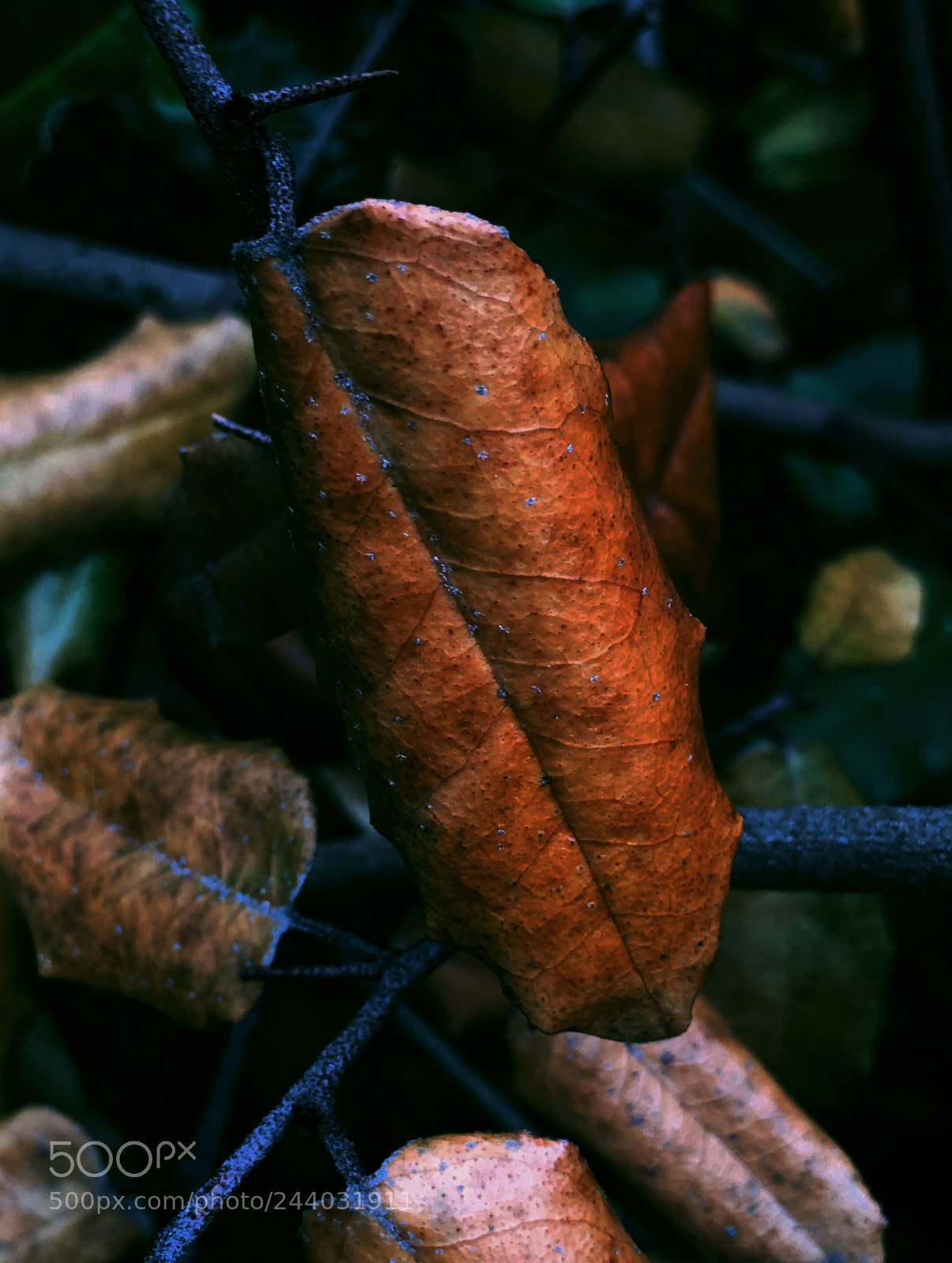 Apple iPhone 6s Plus sample photo. Hoja seca photography