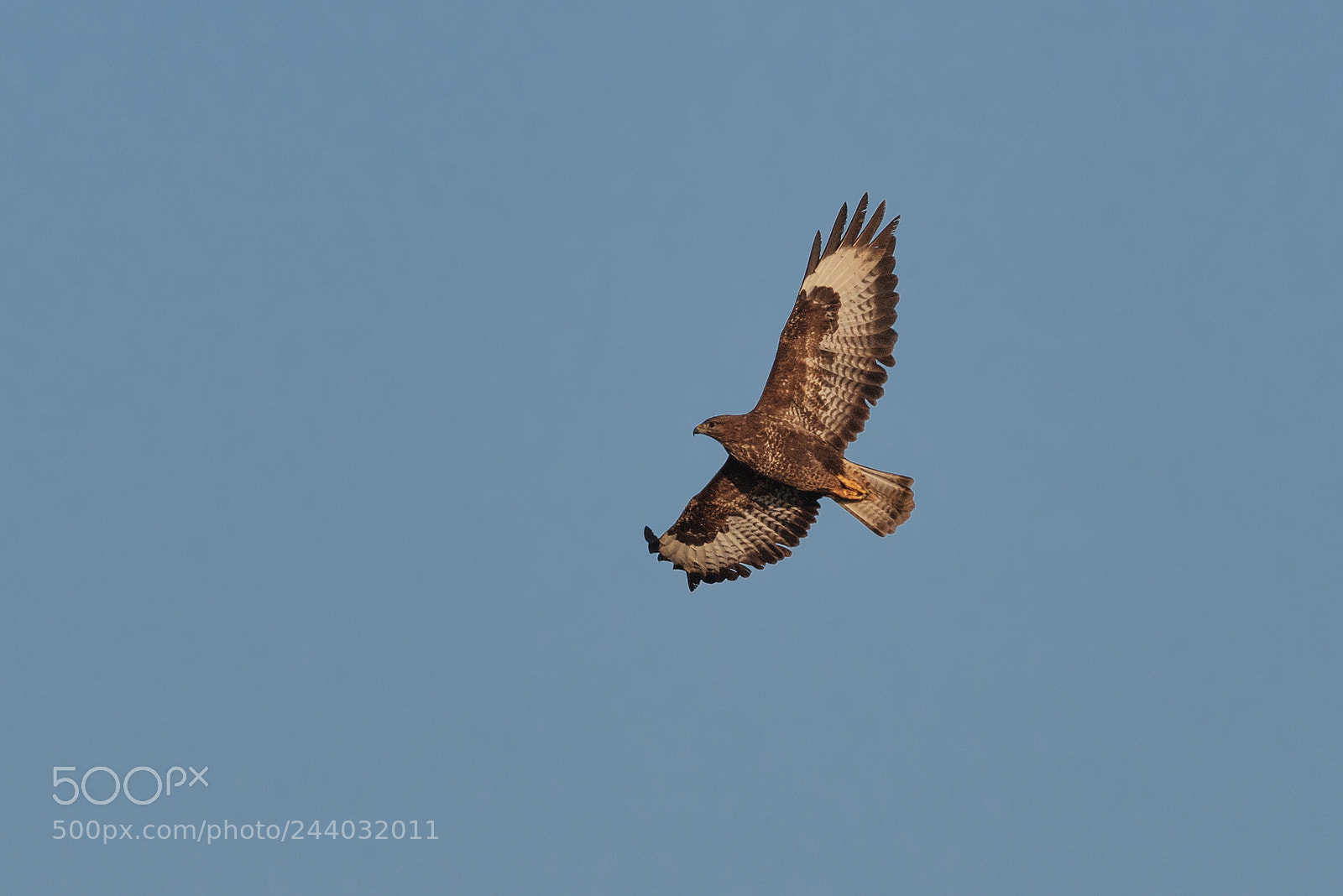 Pentax K-1 sample photo. Buzzard over the bullers photography