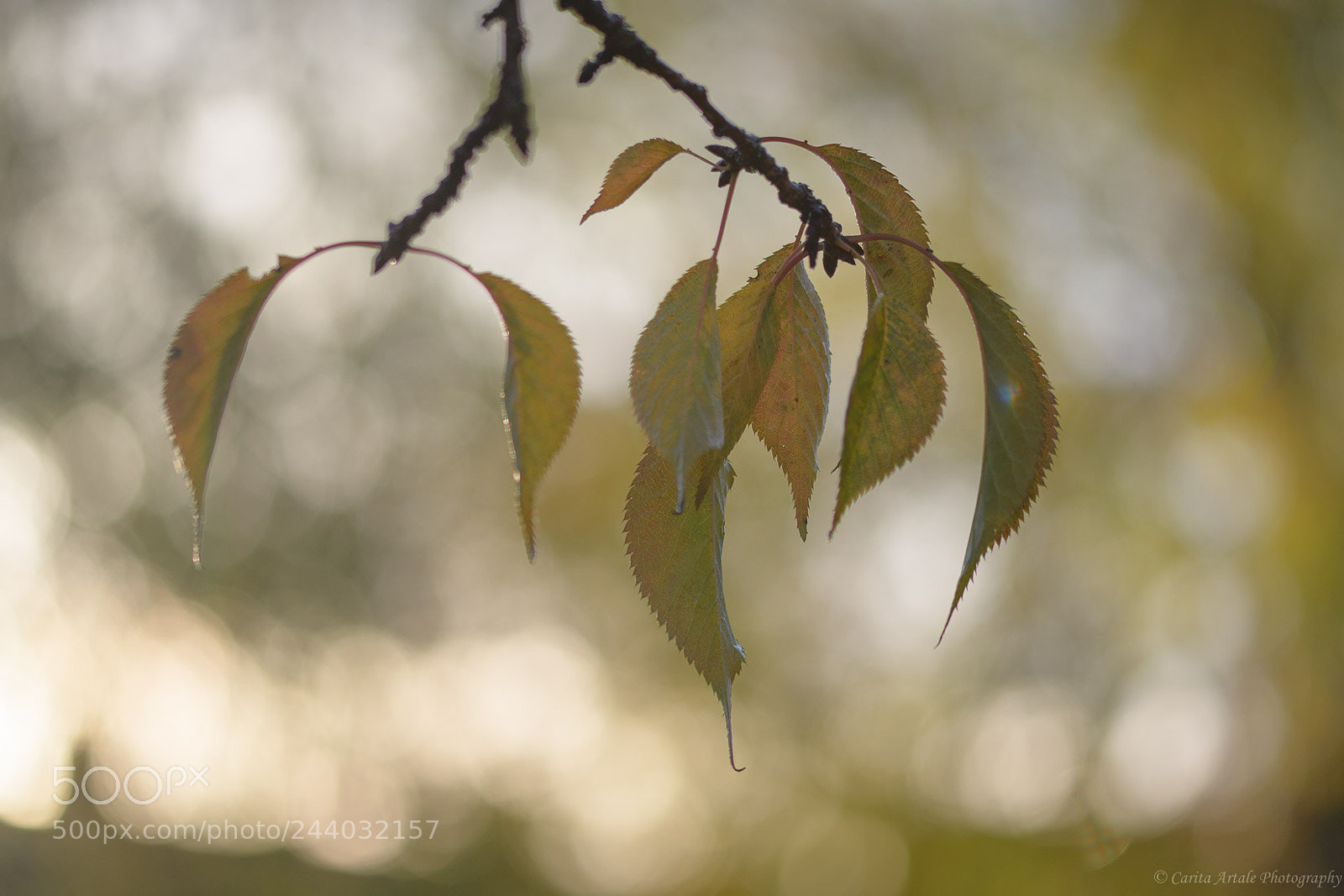 Nikon D500 sample photo. The perfect sunlight photography