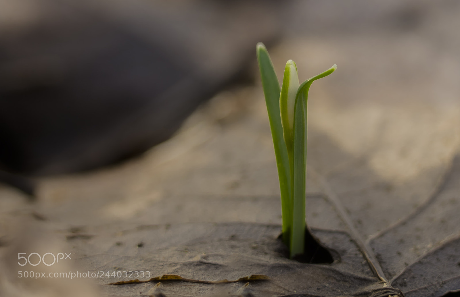 Nikon D7200 sample photo. Untitled photography