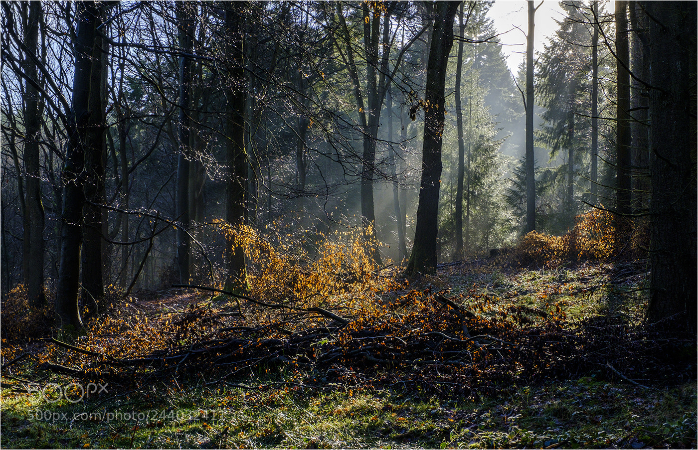 Fujifilm X-T2 sample photo. Wyre forrest winter light photography