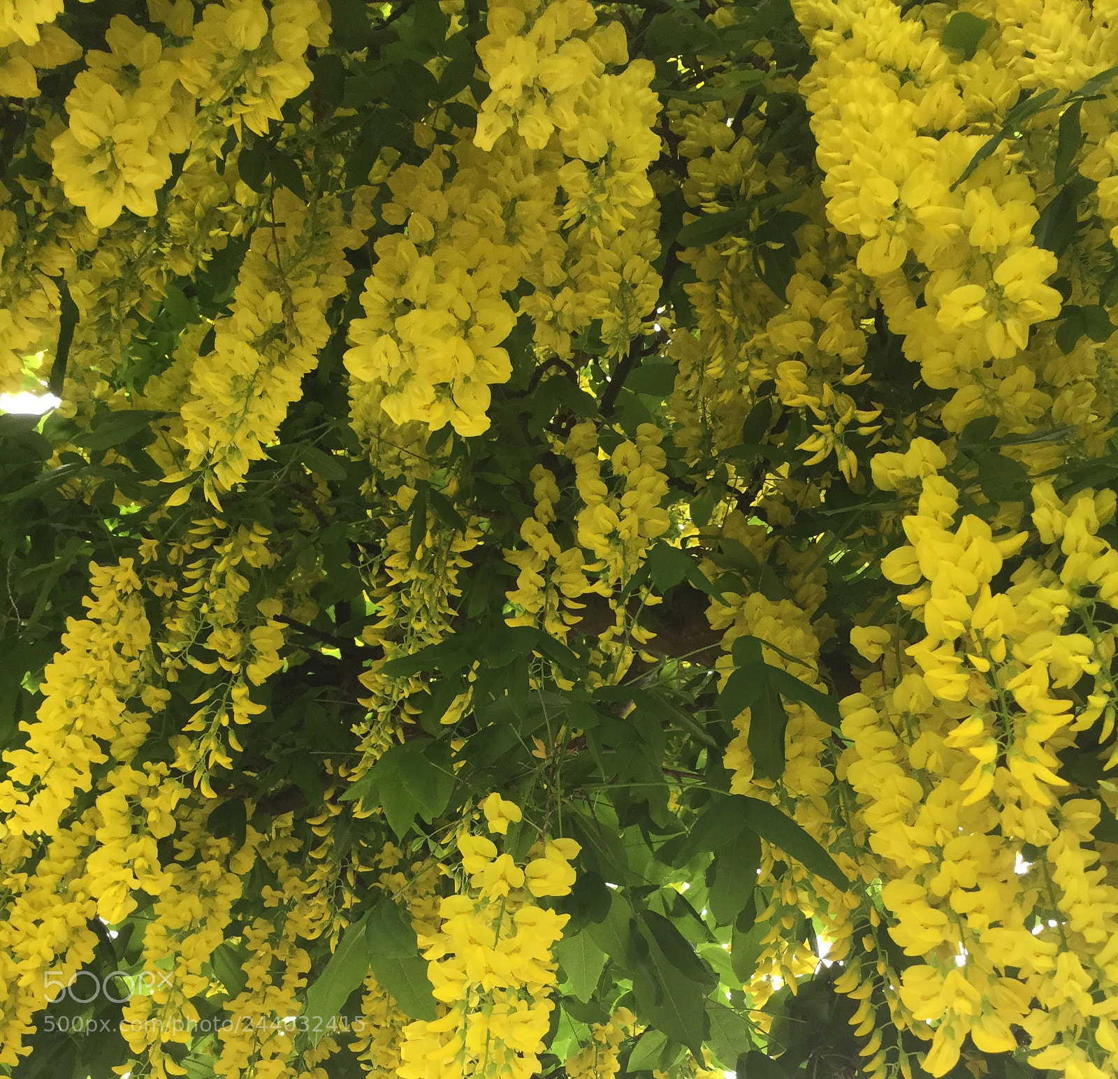 Apple iPod touch sample photo. Golden rain photography