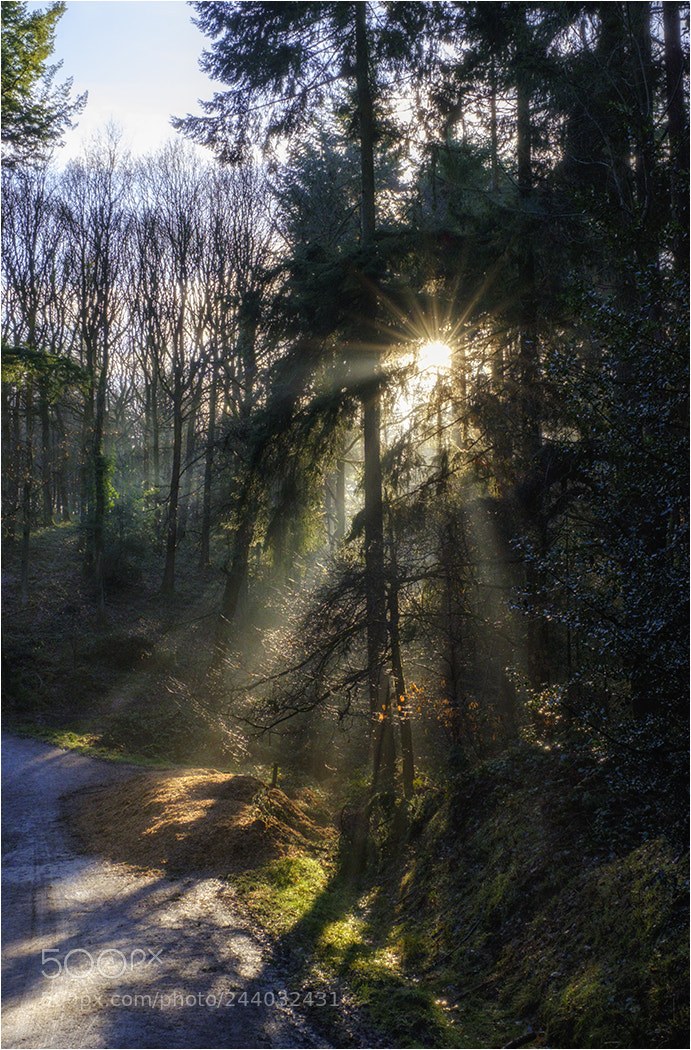 Fujifilm X-T2 sample photo. Forrest beams photography