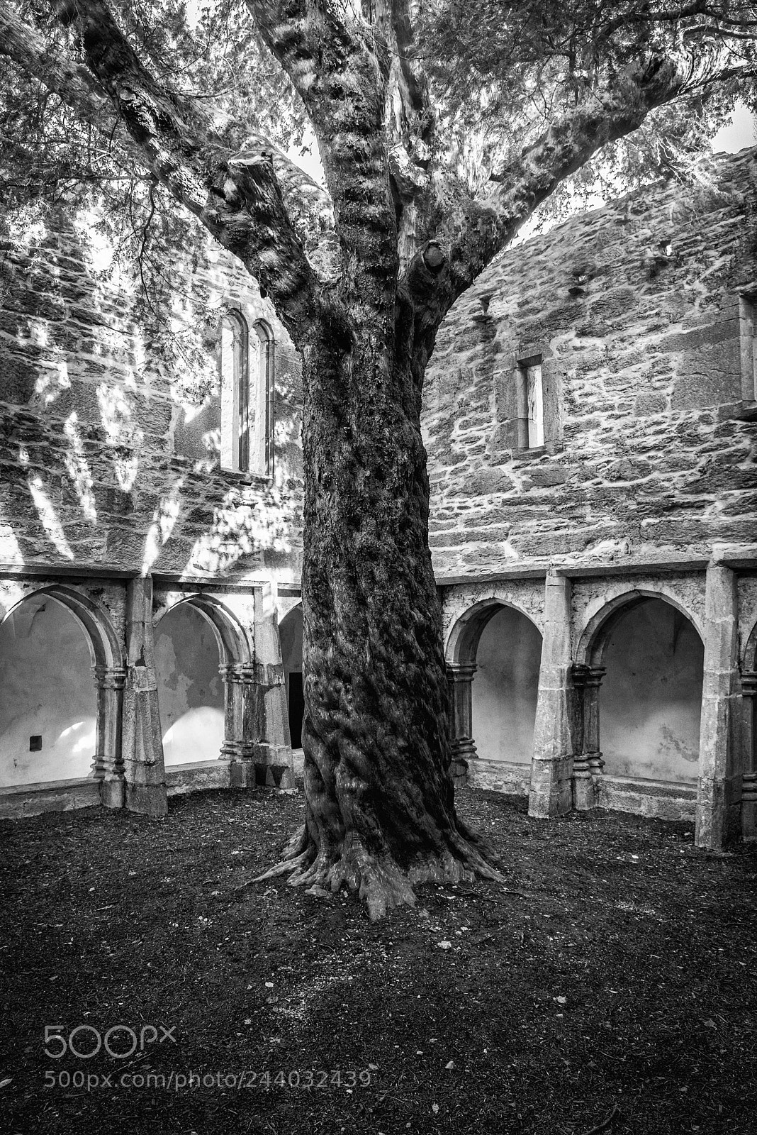 Nikon D810 sample photo. Muckross abbey photography