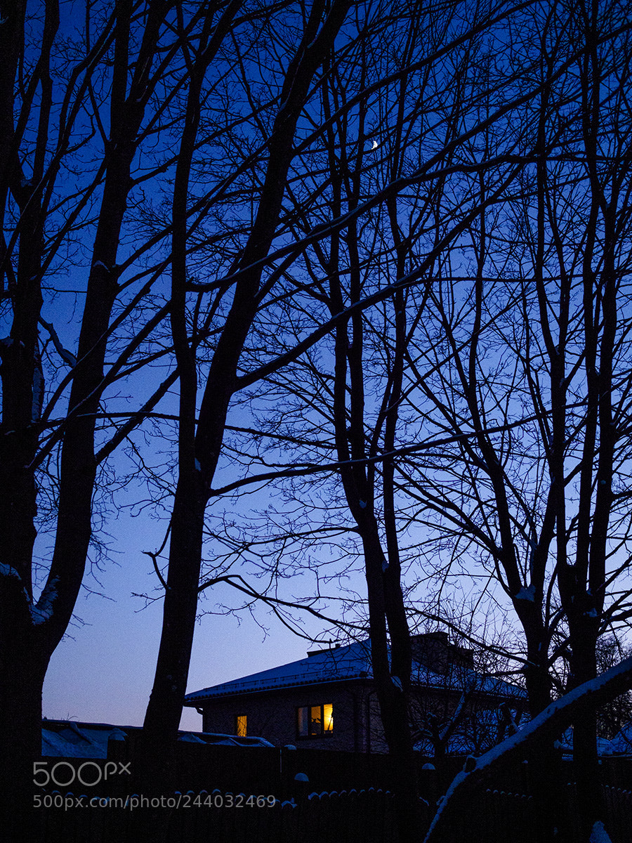 Olympus OM-D E-M10 sample photo. Confused in the branches photography