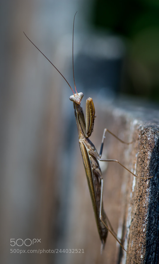 Canon EOS 550D (EOS Rebel T2i / EOS Kiss X4) sample photo. Mantis photography