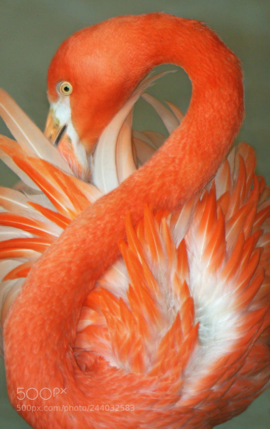 Nikon D7100 sample photo. Heart of fire -true photography