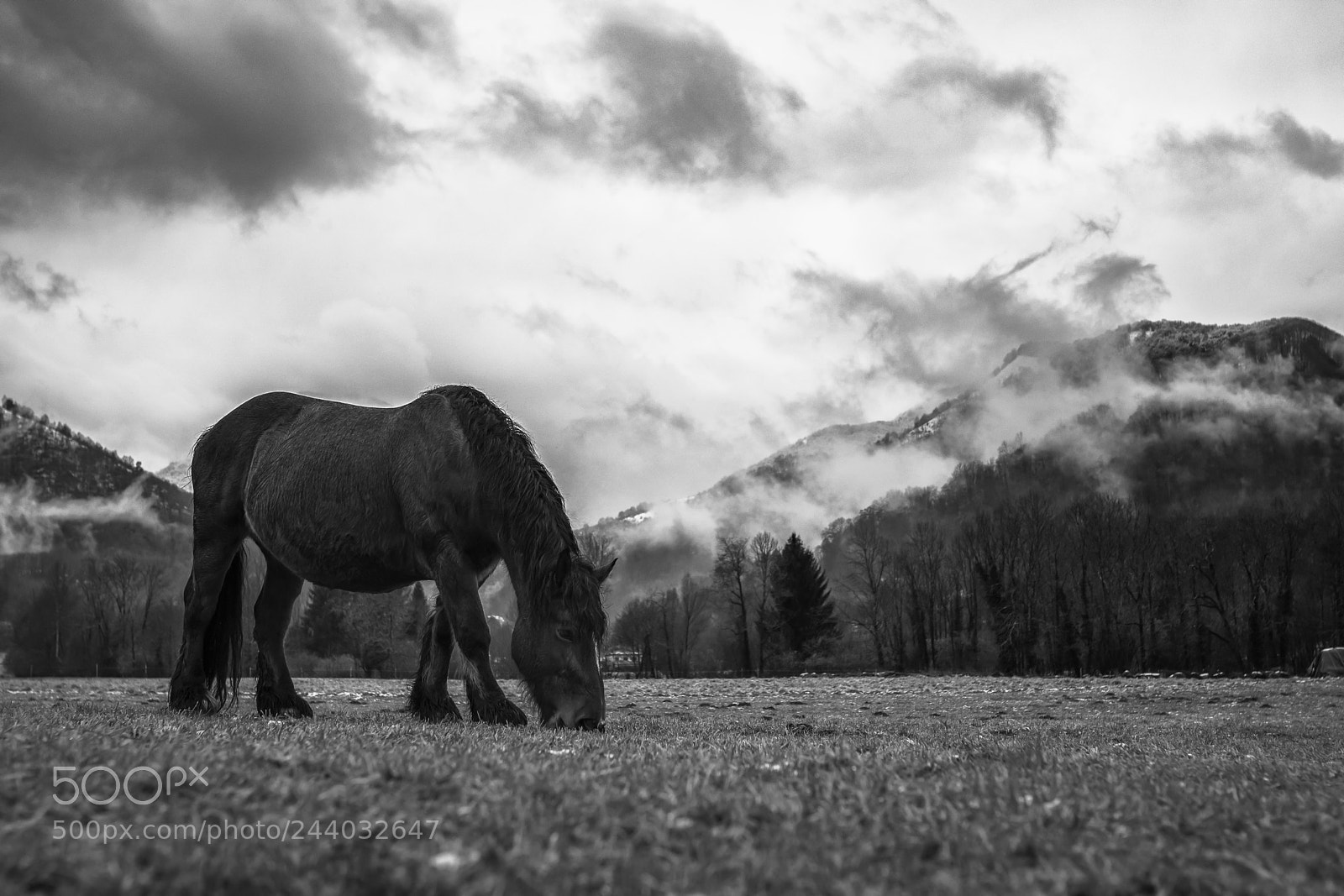 Nikon D5500 sample photo. Horse on the meadow photography