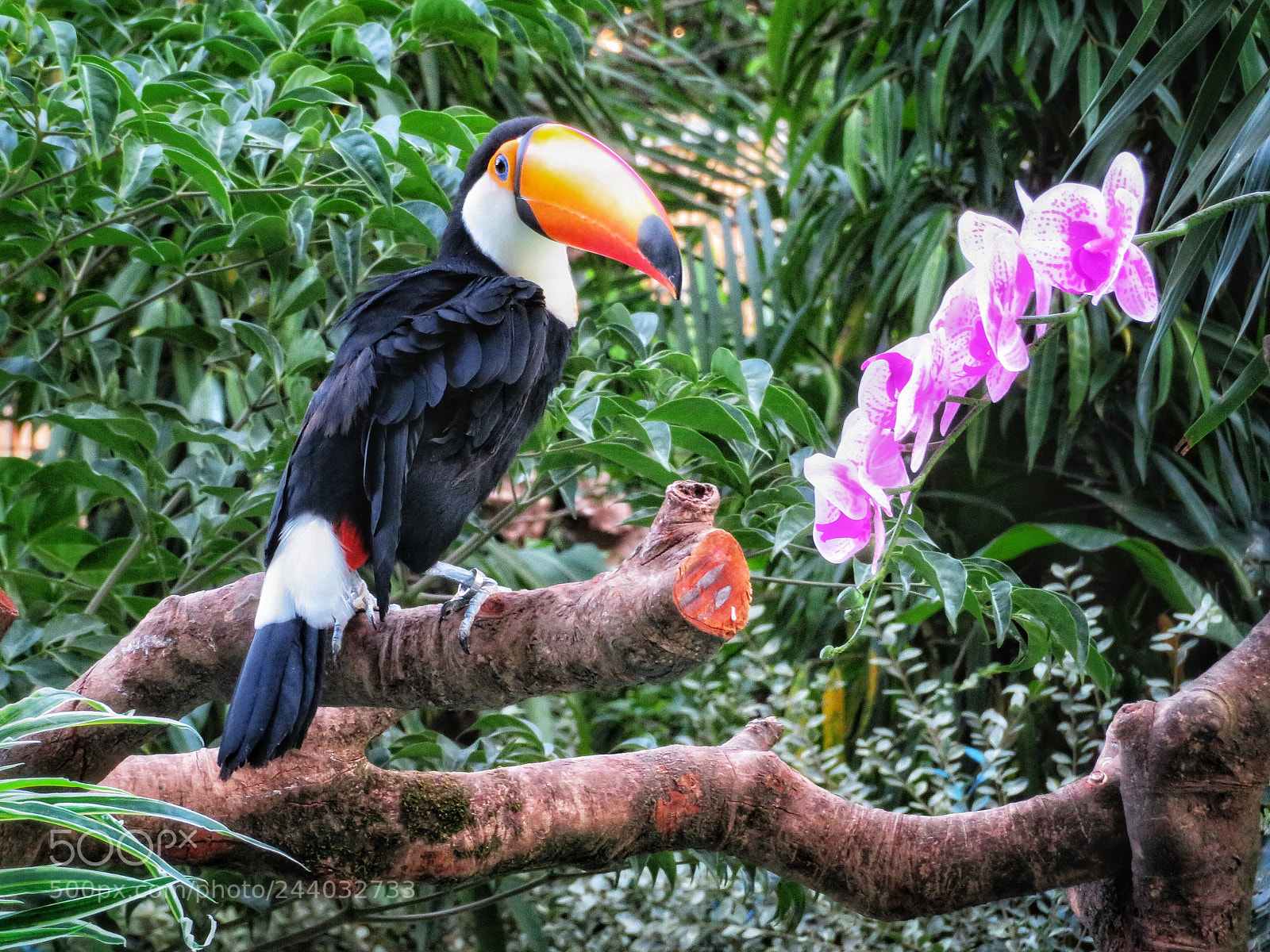 Canon PowerShot SX720 HS sample photo. Toco toucan photography