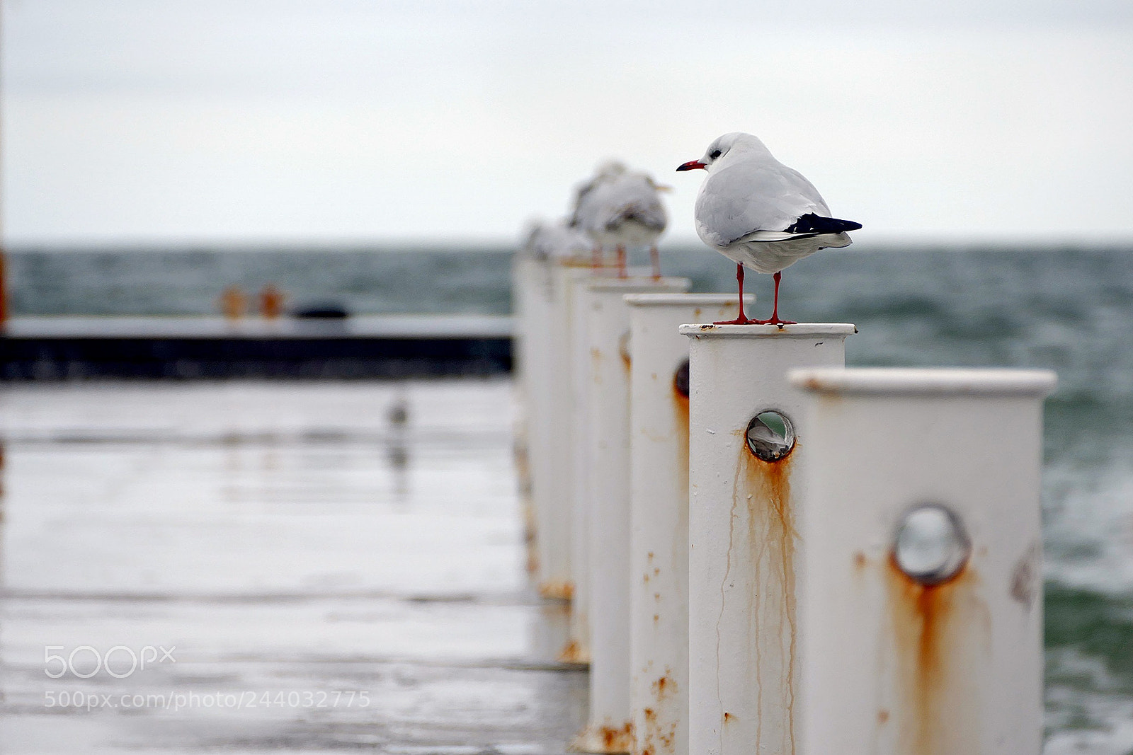 Panasonic Lumix DMC-FZ1000 sample photo. Seagull photography