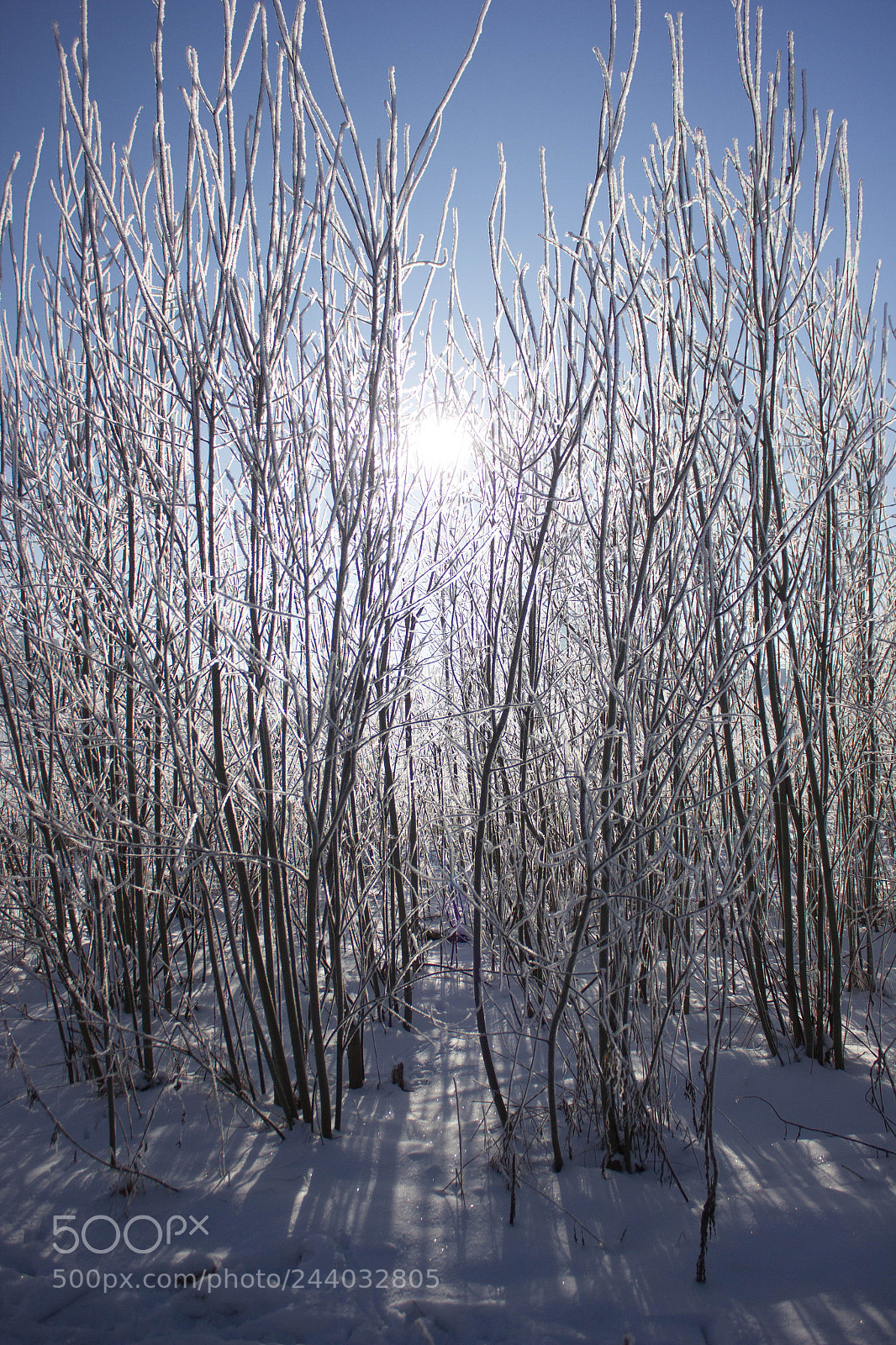 Canon EOS 550D (EOS Rebel T2i / EOS Kiss X4) sample photo. Winter photography