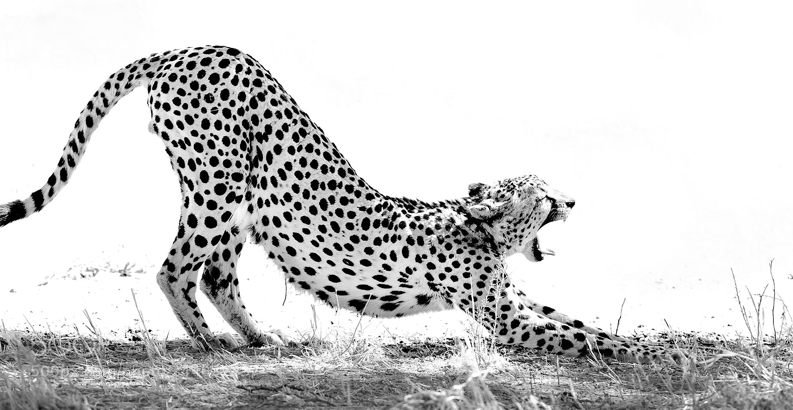 Canon EOS-1D X Mark II sample photo. Lazy cheetah photography