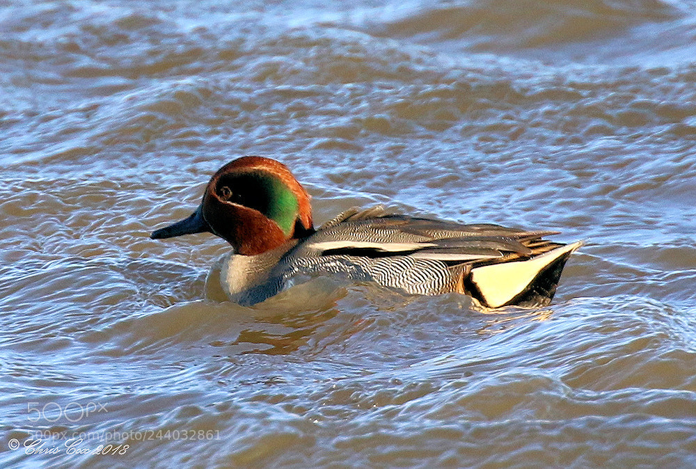 Canon EOS 7D Mark II sample photo. Teal photography