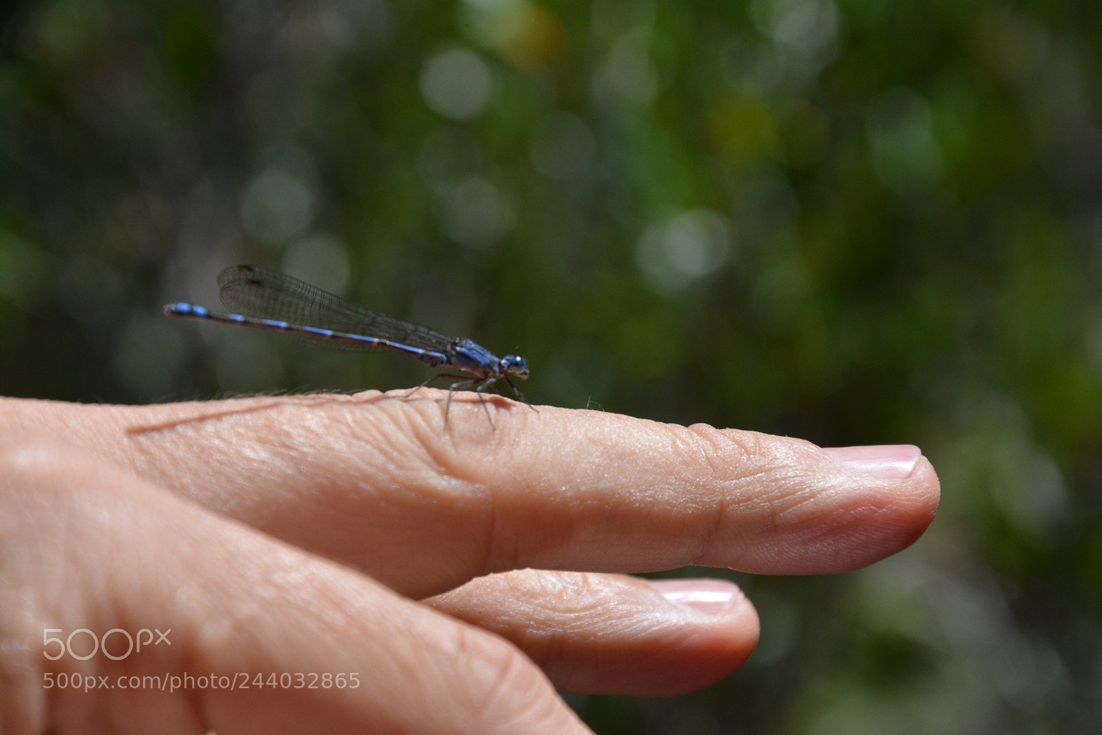 Nikon D7100 sample photo. Blue dragonfly on finger photography