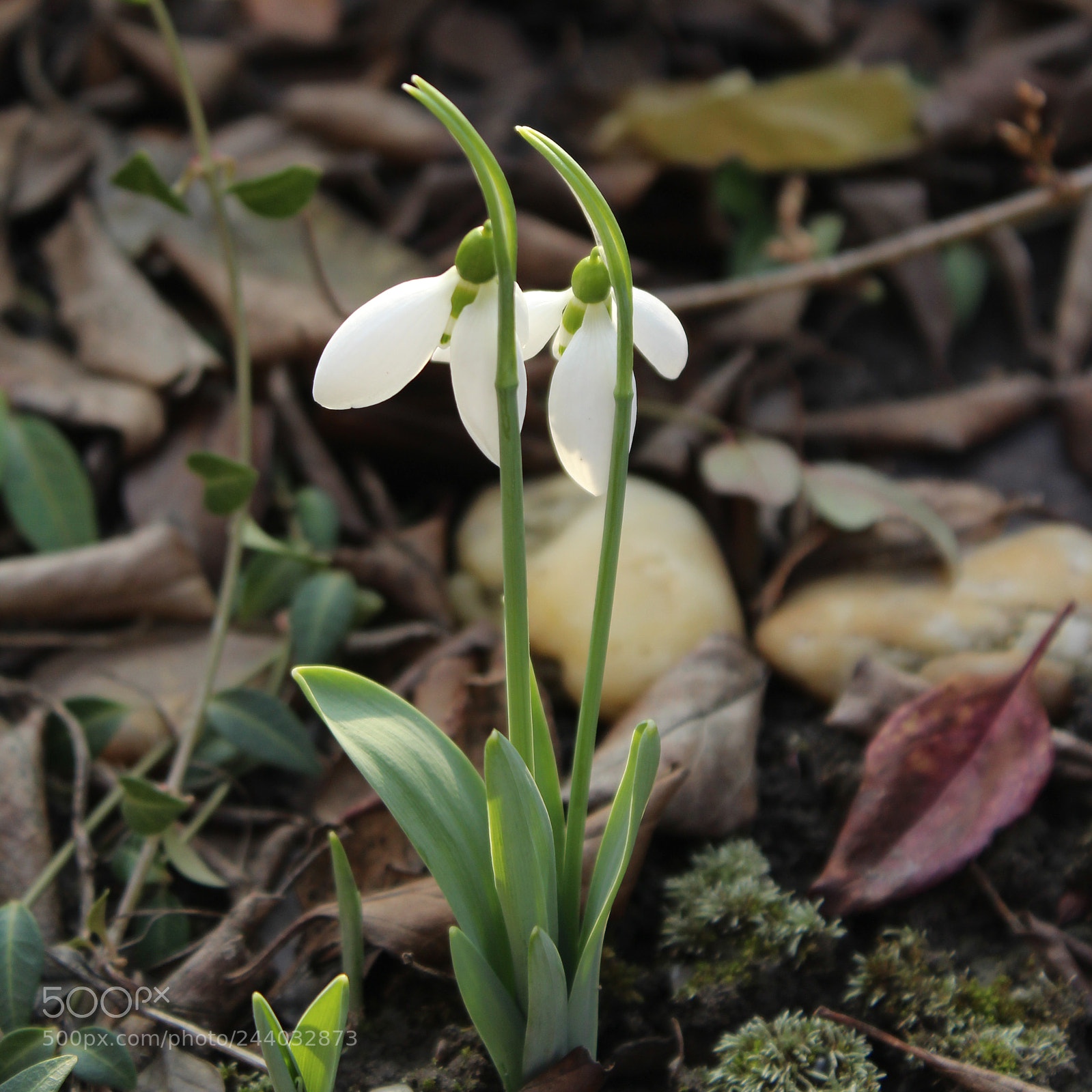 Canon EOS 1200D (EOS Rebel T5 / EOS Kiss X70 / EOS Hi) sample photo. Snowdrops photography