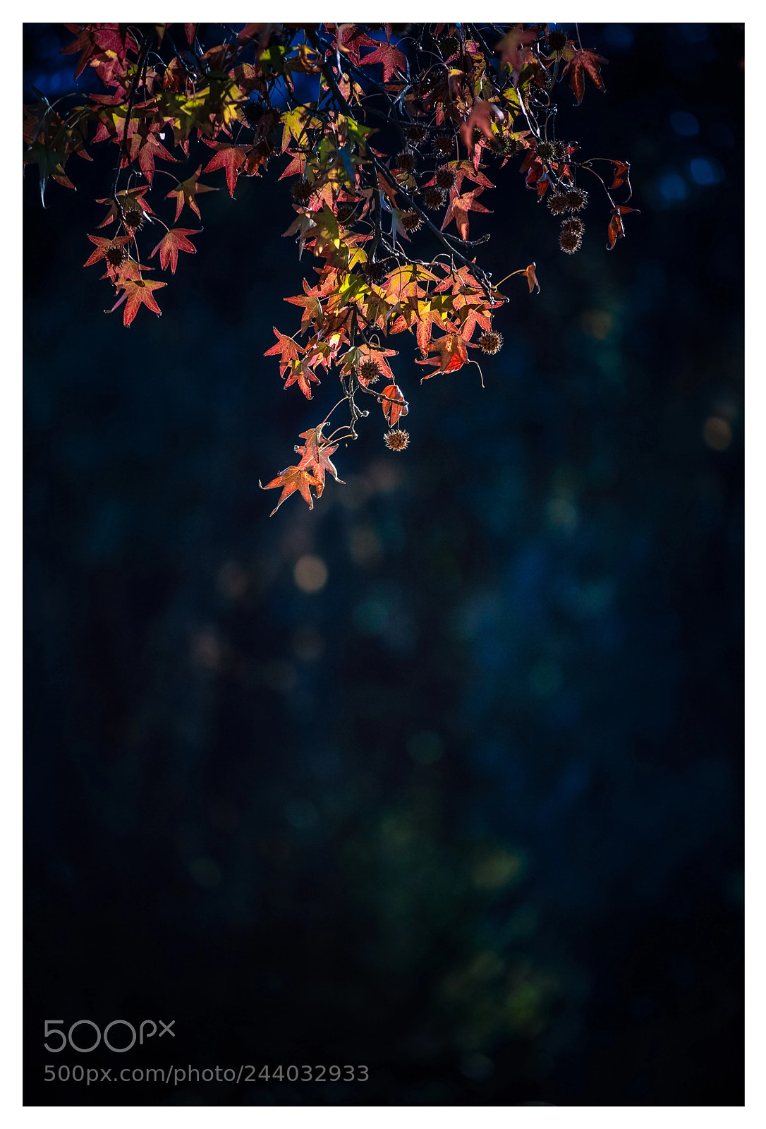 Canon EOS-1D X sample photo. _h3q4280-2.jpg photography